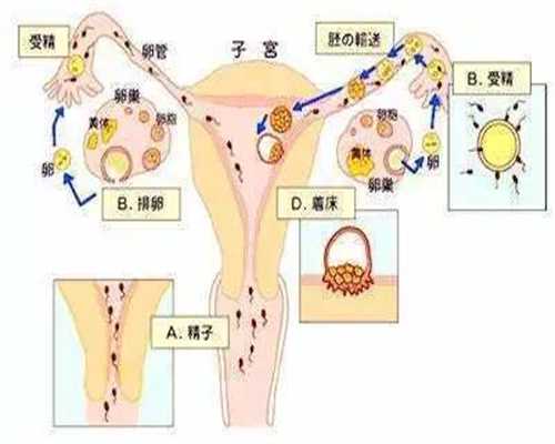 上海在哪里可以找到代孕的女人:给难孕的你：怎样让卵子更年轻，怀孕率翻N倍