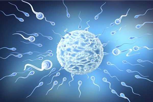定西供卵试管打几天HCG_定西供卵试管婴儿选男女_精子品质、卵子质量共同影响