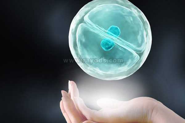 铜仁地借卵生子可行吗_泰国试管婴儿移植囊胚还是三天胚胎成功率高?